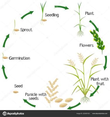 Life Cycle of Rice: A Poetic Exploration of Cultivated Fields and the Human Spirit!